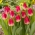 Tulipa Match - Tulip Match - 5 květinové cibule