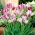 Phong cách hiện đại hoa tulip - 5 chiếc - Tulipa Modern Style