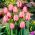 Tulipa 핑크 인상 - 튤립 핑크 인상 - 5 알뿌리 - Tulipa Pink Impression