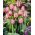 Tulipa 핑크 인상 - 튤립 핑크 인상 - 5 알뿌리 - Tulipa Pink Impression