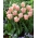 توليب ريجيس - توليب ريجيس - 5 لمبات - Tulipa Rejoyce