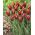 Tulipa Slawa - 튤립 슬라와 - 5 알뿌리