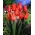 Tulipa Ναός της ομορφιάς - Tulip Ναός της ομορφιάς - 5 βολβοί - Tulipa Temple of Beauty