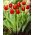 Tulipa Verandi - paquete de 5 piezas
