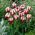 Tulipe Zurel - paquet de 5 pièces - Tulipa Zurel