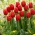 チューリップレッド - チューリップレッド -  5球根 - Tulipa Red