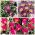 Ботанический тюльпан - набор в оттенках фиолетового и розового - 30 шт. - 