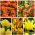 Тулип са двоструким цветовима - избор сорти у нијансама жуте и наранџасте - 50 ком - 