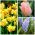 Kesegaran musim bunga - Pemilihan tiga spesies tumbuhan - 52 pcs - 