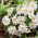 Anémone de Grèce - White Splendour - paquet de 8 pièces - Anemone blanda
