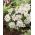 Oosterse anemoon - White Splendour - pakket van 8 stuks - Anemone blanda