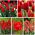 Izbor sorte tulipanov v rdečih odtenkih - 200 kosov - 