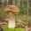 Birch cep - mycelium - Boletus betulicola