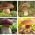 Boletus - conjunto de quatro espécies - porcini, boleto de bétula, bolete de pinheiro, cep de verão - 