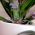 Orchidėjų maitinimo medžiaga - Compo® - 50 x 30 ml - 