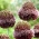 Allium Forelock - lukovica / gomolj / korijen