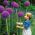 Allium giganteum - bulb / tuber / rădăcină