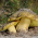 Muž na koni - mycelium; žlutý rytíř - Tricholoma equestre