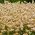 หญ้าหางกระต่ายเมล็ดกระต่ายหาง - Lagurus ovatus - 3200 เมล็ด