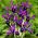 Iris Botanical George - Iris Botanical George - 10 bulbs
