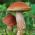 Red-capped scaber stalk - mycelium