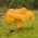 Chanterelle de aur - icre proaspete (miceliu) - pachet mai mare - 