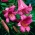 Liljesläktet Pink Perfection - Lilium Pink Perfection