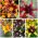 Bicolour lily - Set II - 15 ks - 