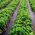 Svart anti-weed fleece (agrotextile) - för mulchjordgubbar och vilda jordgubbar - 1,60 x 5,00 m - 