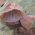 أذن يهودي الخشب الأذن ، الأذن هلام - Auricularia auricula-judae