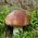 Slippery jack - mycelium; sticky bun