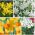 Selection of low growing daffodils – 60 pcs