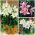 Lírio oriental anão - Seleção de flores de vaso aromático - 15 peças - 