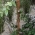 Stütze für Kokosnusspflanzen - 15 mm / 40 cm - 