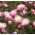 Paeonia, Pivoňka mísa krásy - květinové cibulky / hlíza / kořen