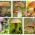 Широколистни гъби - 6 вида - мицел - 