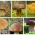 Conjunto de cogumelos - 6 espécies - micélio - 