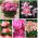Selection of pot plants – pink–flowered species – 5 varieties