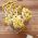 Golden oyster mushroom for home and garden cultivation - 1 kg