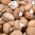 Браон портобелло гљива за узгој дома и врта - 3 л; Швајцарска смеђа гљива, римска смеђа печурка, италијанска браон, италијанска печурка, кремини, печурке, беби белла, браон шампињон - Agaricus bisporus