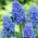 Jacinthe grappe arménienne Blue Spike - grand paquet - 100 pcs - 