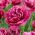 Tulpes Mascotte - 5 gab. Iepakojums - Tulipa Mascotte