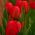 Tulips - sarkans - liels iepakojums! - 50 gab - 