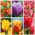 Fringed (crispa) tulip – A set of the most attractive varieties – 50 pcs