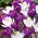 Crocus ungu dan putih - Set 60 pcs - 