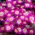 Anémone de Grèce - Pink Star - paquet de 8 pièces - Anemone blanda
