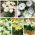 Pilihan tanaman pot - spesies putih dan krem-putih-bunga-5 varietas - 