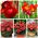 Seleção de plantas em vasos - espécies de flores vermelhas - 5 variedades - 