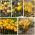 Crocuses – yellow–flowered varieties – 200 pcs