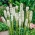 White Blazing Star, semillas de Gayfeather - Liatris spicata - 150 semillas